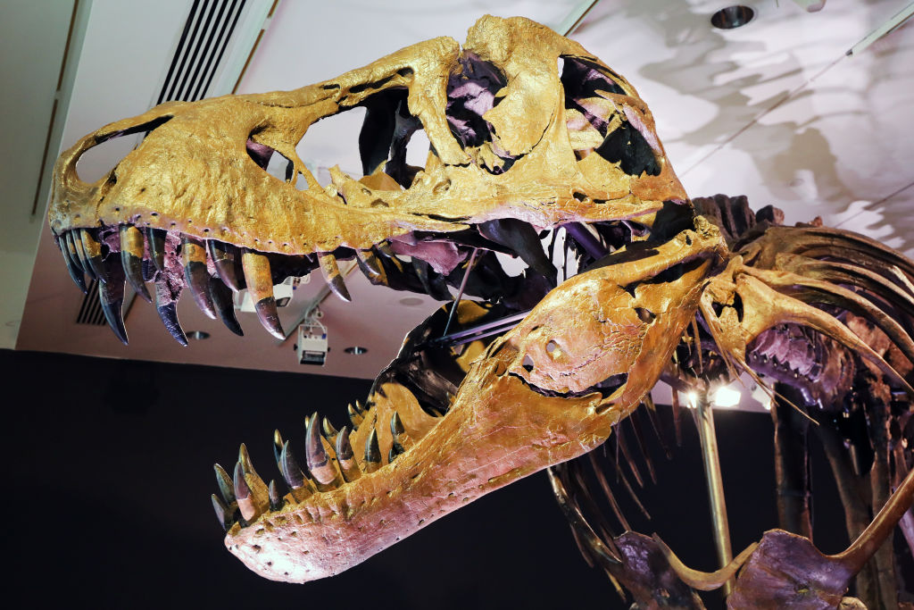 Tiranossauro rex