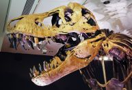 Cerca de 2,5 bilhões de tiranossauros rex viveram na Terra, aponta estudo