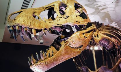 Tiranossauro rex