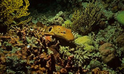 Aquecimento de águas faz bebês tubarões nascerem menores, desnutridos e exaustos