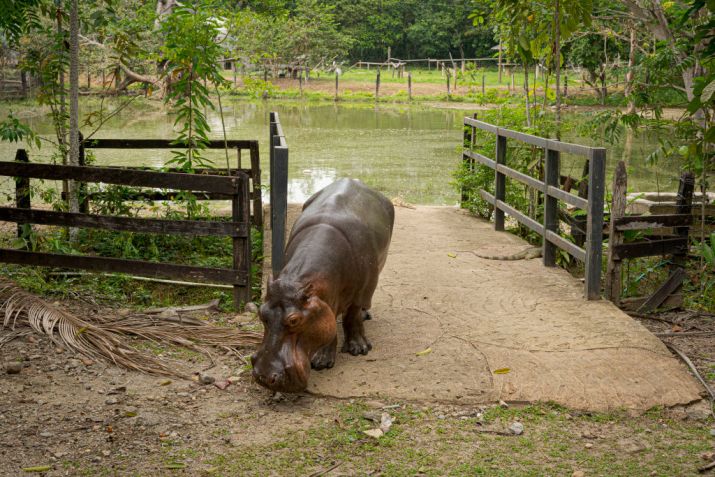 Lady Vanessa, uma hipopótamo fêmea deixada por Escobar na Hacienda Napoles. Atualmente, quase uma centena desses animais vivem na região / Foto: Luis Bernardo Cano/picture alliance via Getty Images
