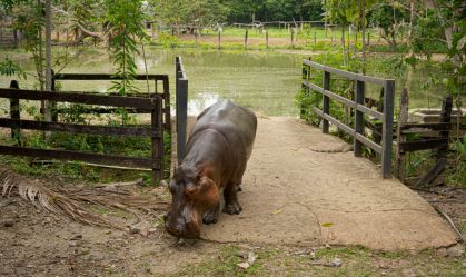 Como os hipopótamos levados à Colômbia por Escobar impactaram o ecossistema