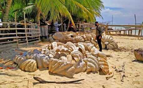 Conchas de moluscos gigantes que eram traficadas foram apreendidas