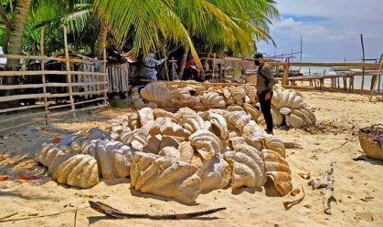 Conchas de moluscos gigantes que eram traficadas foram apreendidas