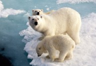 Estudo quantifica efeitos das mudanças climáticas na sobrevivência de ursos polares