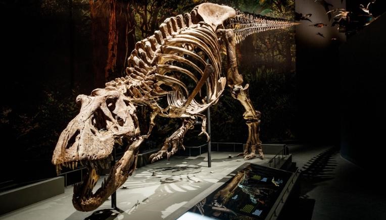 Ossada de Tiranossauro Rex. O M. gigas encontrado na Patagônia Argentina se extinguiu 20 milhões de anos antes do T. rex andar na Terra / Foto: Mike Bink Fotografie/Cortesia de Pasha Van Bijlert