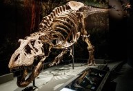 Novo estudo questiona existência dos Tiranossauro Rex tal como conhecemos