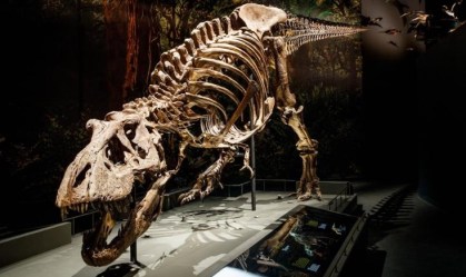Tiranossauro Rex caminhava surpreendentemente devagar, descobre estudo