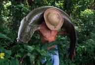 Peixe da Amazônia invade rios e leva perigo a SP e mais regiões; entenda