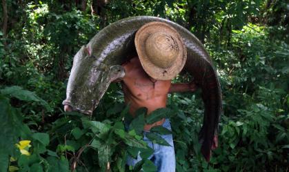 Peixe da Amazônia invade rios e leva perigo a SP e mais regiões; entenda