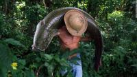 Peixe da Amazônia invade rios e leva perigo a SP e mais regiões; entenda