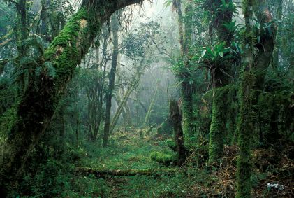 A Mata Atlântica tem como particularidades as praias e manguezais, de grande imp