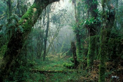A Mata Atlântica tem como particularidades as praias e manguezais, de grande imp