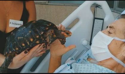 Jabuti Nina foi visitar sua dona internada por Covid-19 em hospital de São Paulo