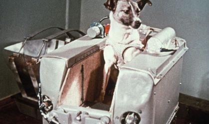 A cadela Laika, enviada ao espaço pela União Soviética