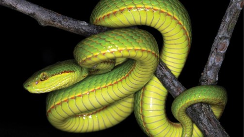 Serpente cujo nome homenageia Salazar Sonserina