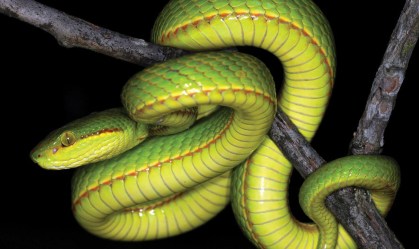 Fãs de Harry Potter, cientistas batizam espécie de cobra de Salazar Sonserina