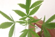 CFM suspende norma que restringia uso de canabidiol