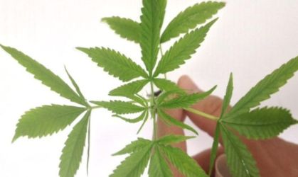 O canabidiol (CBD) é um componente da cannabis