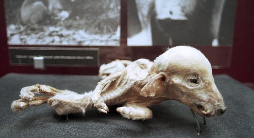 Cadáver deformado de um leitão de fazenda perto de Chernobyl após desastre