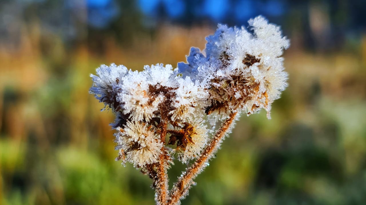 Geada no Vale do Caminhos da Neve, em Santa Catarina