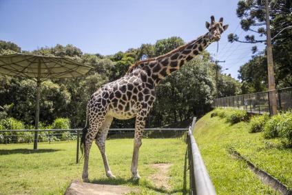 Girafa Pandinha