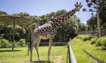 Girafa mais velha do Brasil completa 32 anos neste sábado (1)