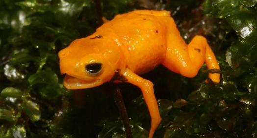 Nova espécie de sapo descoberta no Brasil