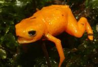 Nova espécie de sapo venenoso é descoberta no Brasil