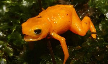 Nova espécie de sapo venenoso é descoberta no Brasil