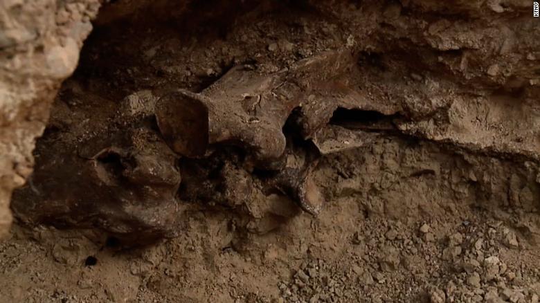 Os ossos fossilizados de um cavalo pré-histórico foram encontrados pelos homens 