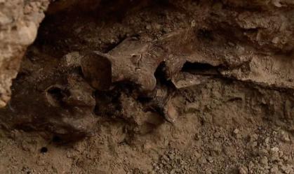 Casal descobre fóssil de cavalo pré-histórico no quintal em Las Vegas