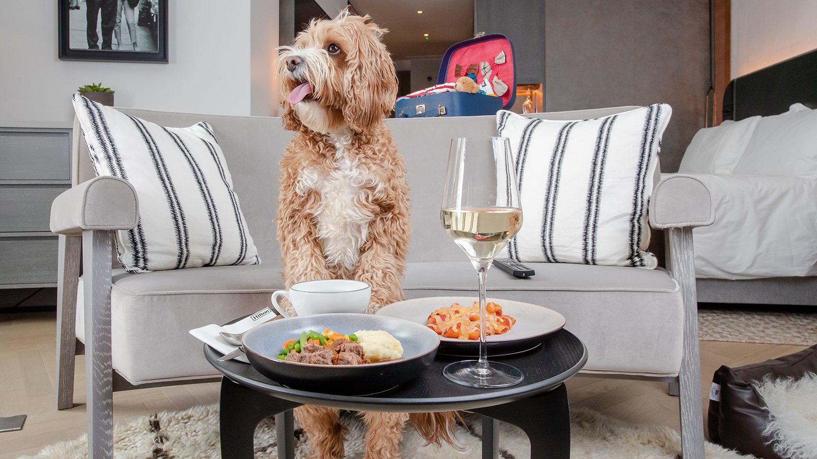 Hilton lança cardápio para pets