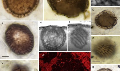 Descoberta de fóssil de 1 bilhão de anos traz nova teoria sobre evolução