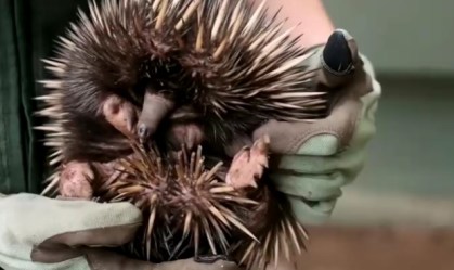 Echidna Puggle se assemelha a um porco-espinho
