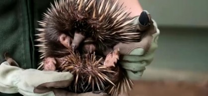 Echidna Puggle se assemelha a um porco-espinho