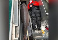 EUA: Peixes gigantes encontrados no Rio Detroit podem ter mais de 100 anos