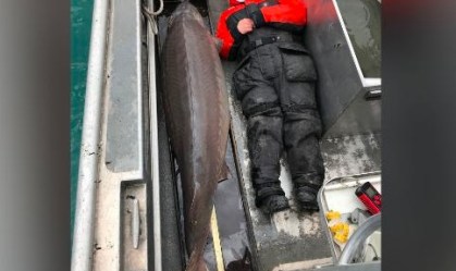 EUA: Peixes gigantes encontrados no Rio Detroit podem ter mais de 100 anos