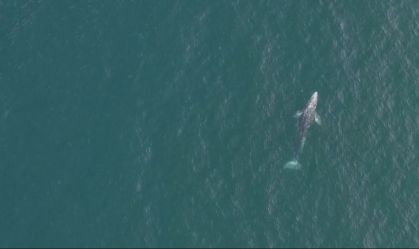 Baleia perdida no Mediterrâneo preocupa biólogos