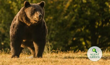 Príncipe de Liechtenstein é acusado de matar um dos maiores ursos da Europa