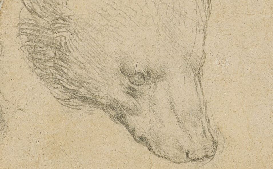 Head of a Bear