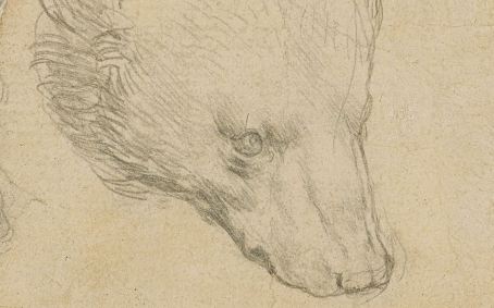 Head of a Bear