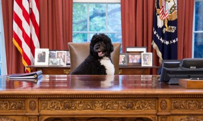 Bo, cachorro da família Obama
