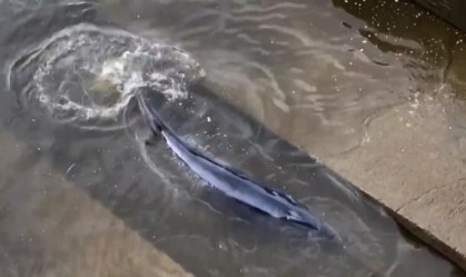 Equipes trabalham para resgatar baleia encalhada no Rio Tâmisa, em Londres