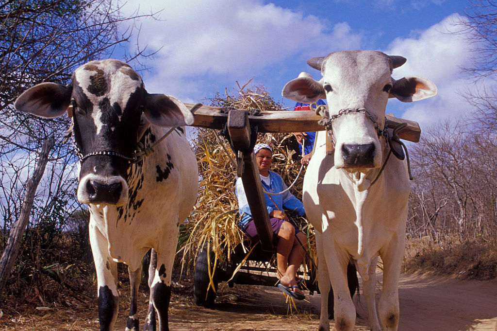 Região rural de Pernambuco