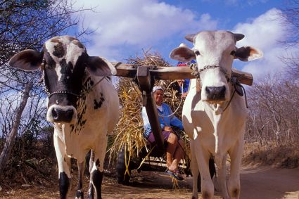 Região rural de Pernambuco