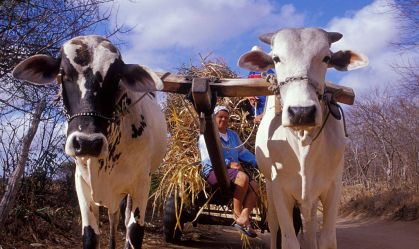 Chuvas no Nordeste podem mudar no futuro e prejudicar a segurança alimentar