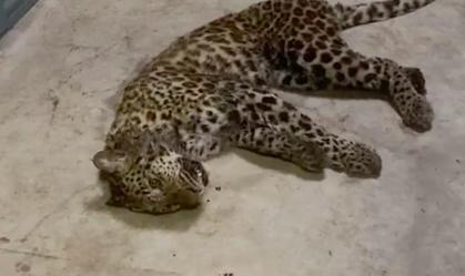 Somente dois dos três leopardos que escaparam foram capturados até o momento