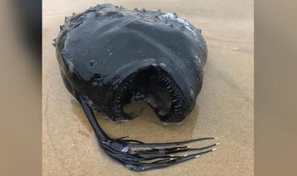 Peixe das profundezas do oceano é encontrado em praia dos Estados Unidos