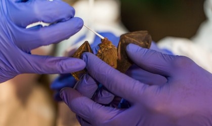 O Instituto Smithsonian realiza amostragem de morcegos em Myanmar e no Quênia